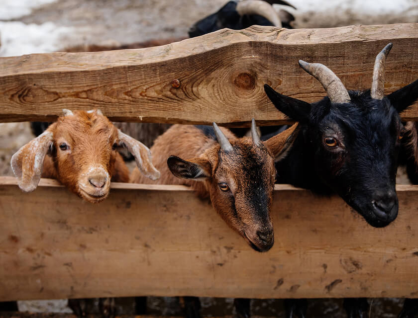 Three goats peering over a wooden fence, with their heads positioned between the slats. The goats have differently colored coats: one light brown, one medium brown, and one black. In this serene farm scene, protected by comprehensive farm insurance, the background is a blurred outdoor setting.