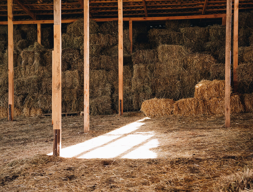 Stacks of hay bales in a barn with wooden beams and a slanted roof suggest the timeless charm of rural life. Sunlight filters in, illuminating the hay-strewn dirt floor. With farm insurance to protect this cozy, rustic atmosphere, it remains a cherished haven against unforeseen events.