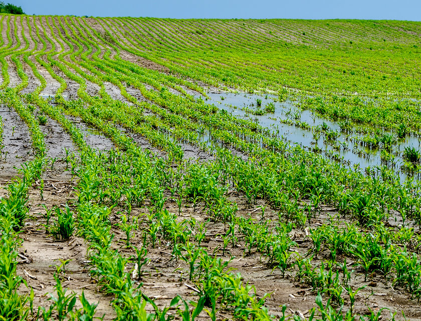 Rows of young green corn plants grow in a muddy field, puddles of water scattered throughout. The clear sky above watches over this promising crop, a testament to the careful planning and protection afforded by comprehensive farm insurance as it extends into the distance.