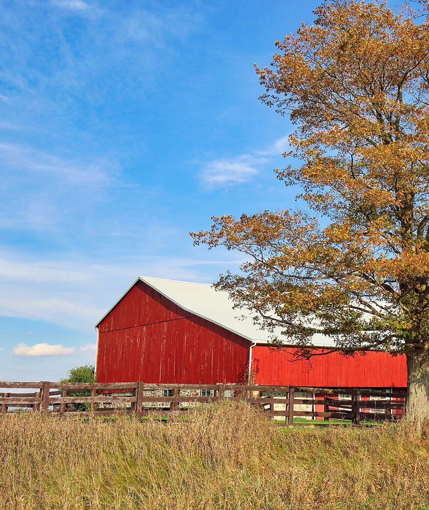 A vibrant red barn with a white roof stands against a clear blue sky, embodying the serene charm of farm life. Beside it, a tall tree with autumn-colored leaves complements the scene. A wooden fence runs along the grassy field in the foreground—a picturesque reminder of why farm insurance matters.