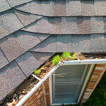 A rooftop with grey shingles is partially covered by leaves and debris in the gutter. Small plants grow near a window below, which has closed blinds. To avoid issues, utilizing risk prevention resources can help keep gutters clear. A brick wall adds character to the scene.