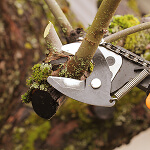 Close-up of a hand using pruning shears to carefully cut a tree branch covered in green moss, demonstrating effective risk prevention. The background features a blurred tree trunk.