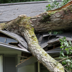 A large tree trunk fallen across the roof of a house, causing damage to the shingles and structure.