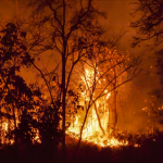 A forest ablaze with bright orange and red flames illuminating the dark silhouettes of trees and smoke-filled sky.