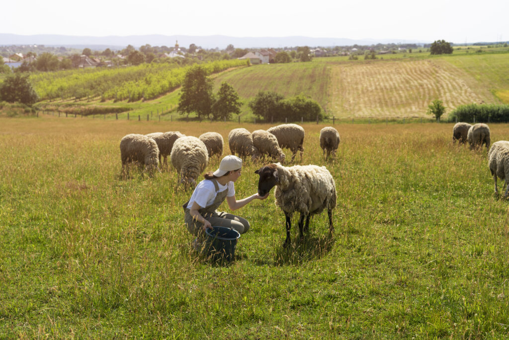 Hobby Farm or Commercial Operation? Choosing the Right Insurance in Ontario An image of a shepherd feeding the sheep on a big farm.